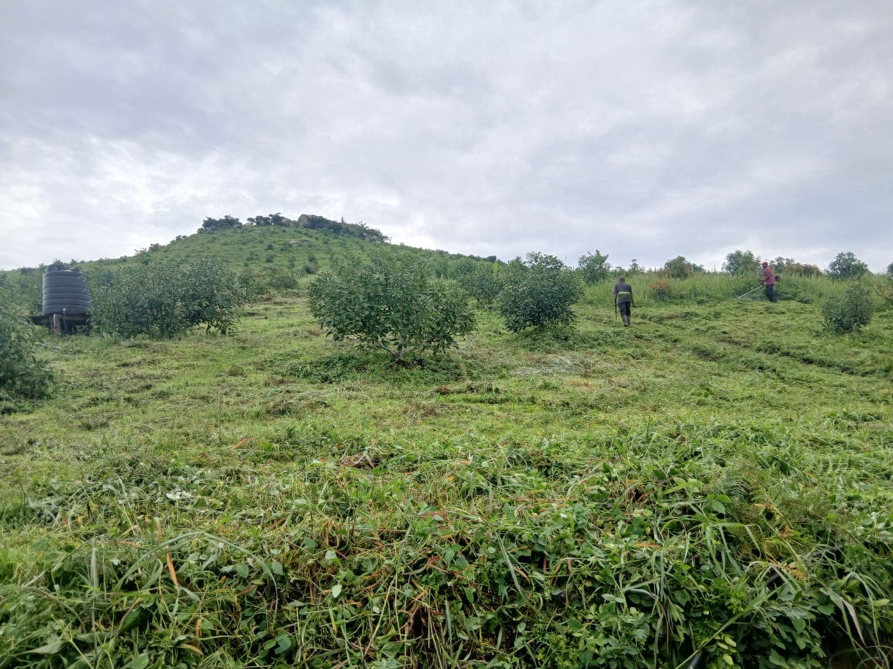 Hass avocado trees on the hillside at MUSSGO Farms in Mafinga, Iringa