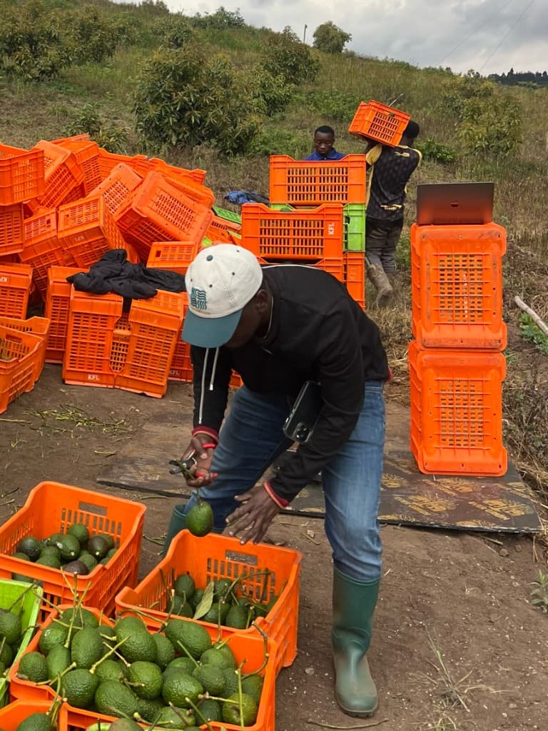 Hand-picking Hass avocados with clippers during harvest at MUSSGO Farms