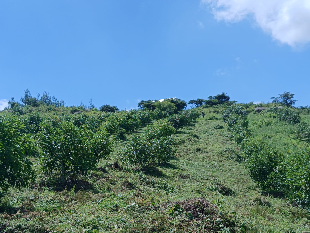 Avocado trees across the hillside at MUSSGO Farms in Mafinga, Iringa, Tanzania