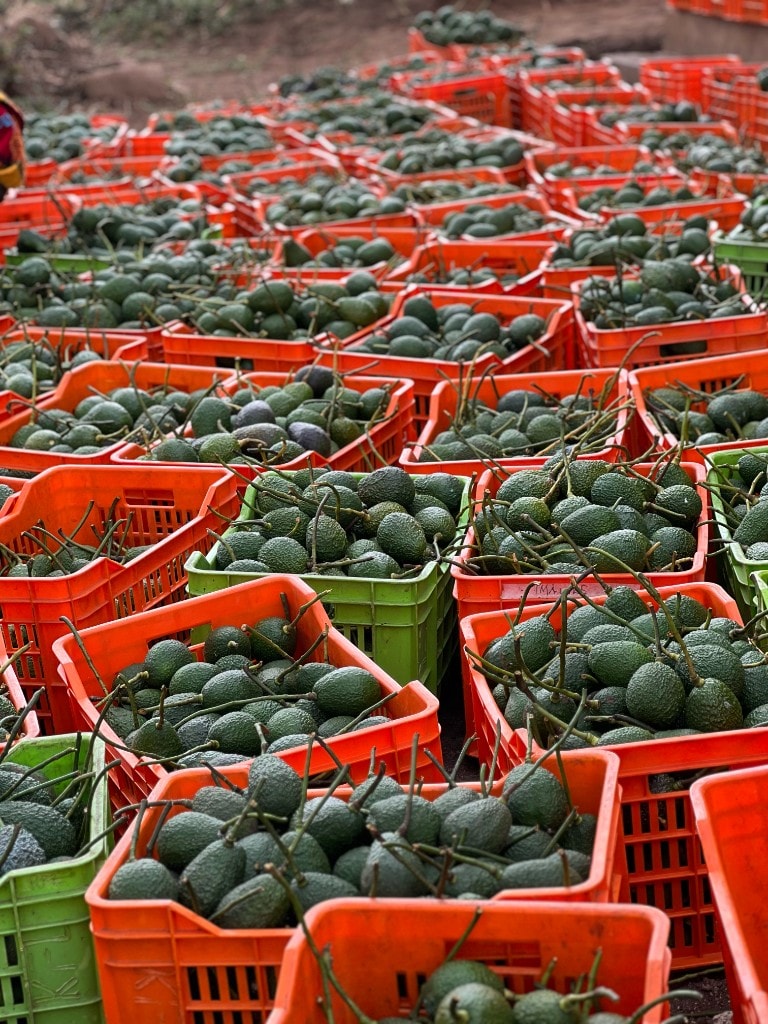 Field crates of freshly harvested Hass avocados in Iringa Region