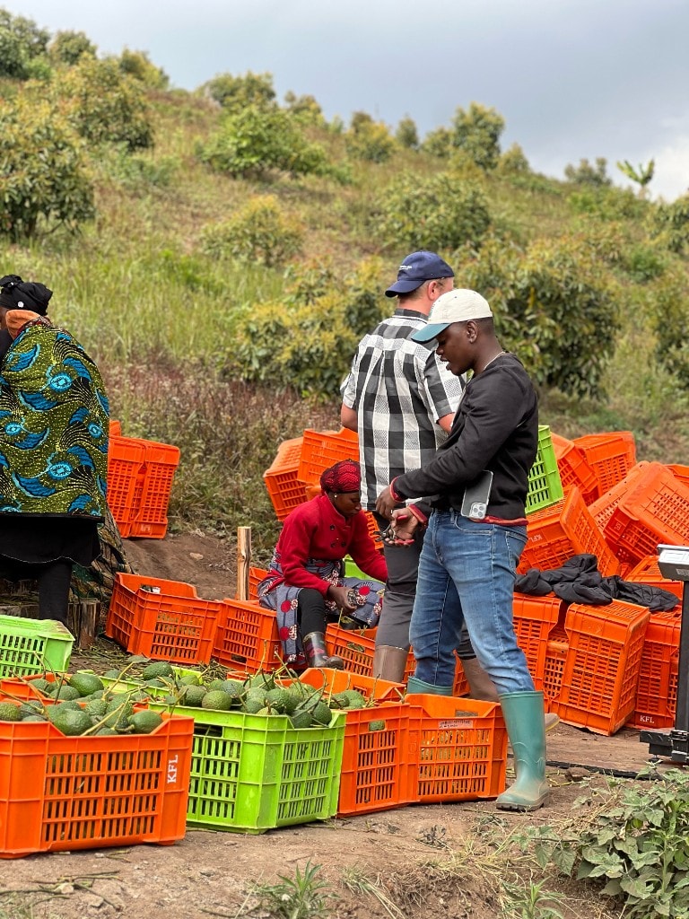 MUSSGO Farms harvest team working in the avocado orchard in Mafinga, Iringa