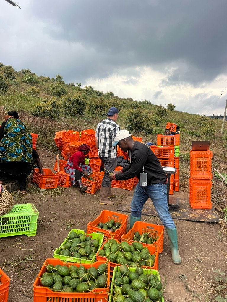Field weighing station during Hass avocado harvest in Mafinga