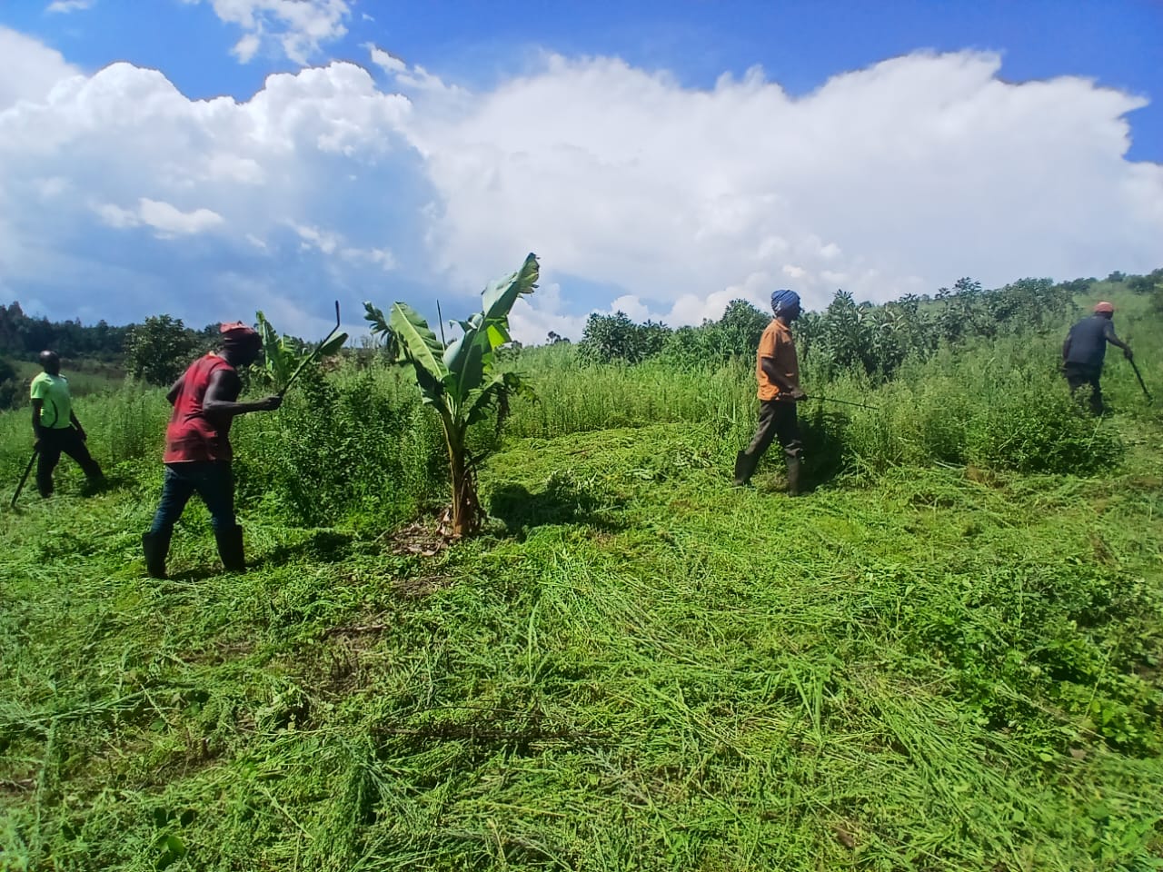 Farm team in the avocado orchard at MUSSGO Farms, Iringa Region