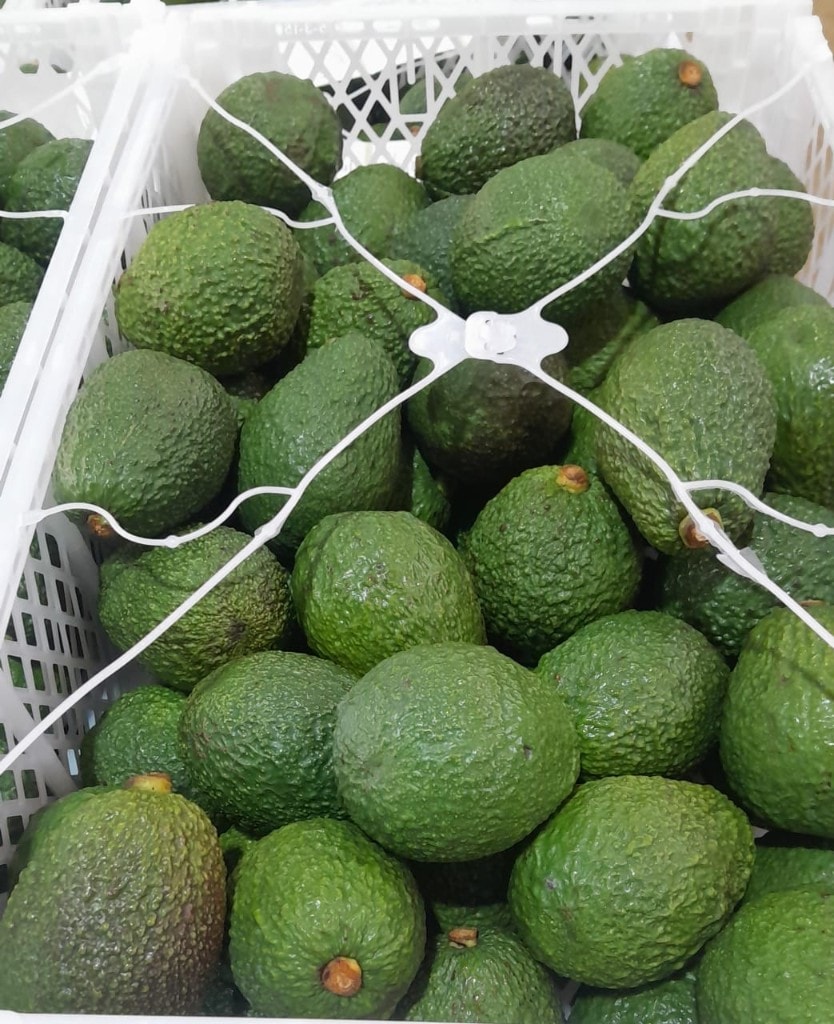 Hass avocados in packing crates at MUSSGO Farms, Tanzania
